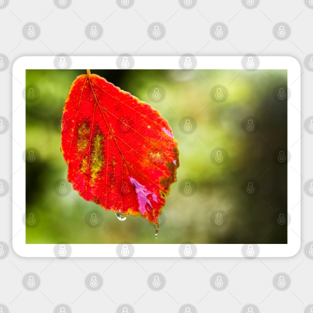 Red Alder Leaf Sticker by heidiannemorris